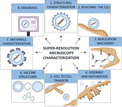 Towards a Quantitative Single Particle Characterization by Super Resolution Microscopy: From Virus Structures to Antivirals Design